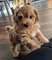 Maltipoo puppies  for adoption 
