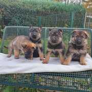  German shepherd  puppies