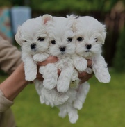 Beautiful Maltese Puppies Ready 