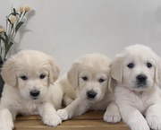Golden Retriever Puppies Purebred 