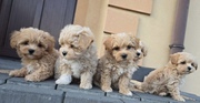Beautiful Teacup Maltipoo Puppies Ready 