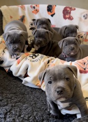 Cuddly Pitbull Puppies for Christmas
