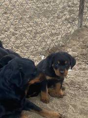 BEAUTIFUL ROTTWEILER PUPPIES UP FOR ADOPTION.