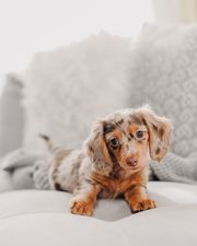 Adorable Dachshund Puppies