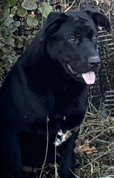 Rare Leonberger Labrador Retriever Cross