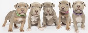 Cuddly American Bully Puppies