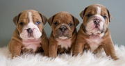 Fluffy English Bulldog Pups 