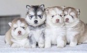 Siberian Husky Puppies