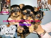 Puppies available