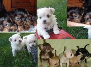 Toy T-cup Yorkies,  Maltese and tiny Chihuahua for sale