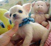 Gorgeous Pedigree Chihuahua puppies