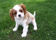our Cavalier King Charles Spaniel for good home 