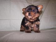 yorkie puppies for adoption (priselove@yahoo.com)