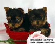 Free Yorkie Teacup Puppies Free For Summer