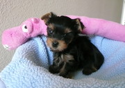 cheap charming yorkie puppies available now 