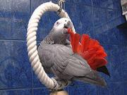 I have 2 macaw and 3 african grey parrots for sale.