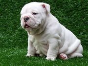 Two awesome English bulldog puppies for adoption