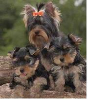 Yorkies - Yorkshire Terrier Puppies