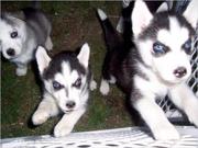 16 Weeks Old and AKC Registered Husky Puppies For Approved Family
