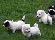 we have bichon puppies for you