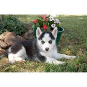 Blue eyes  siberian husky puppy available now