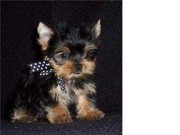  Yorkie puppies for new homes