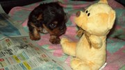 yorkshire terrier male pup