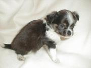  CHIHUAHUA PUPPIES  PUPPIES VAILABLE NOW