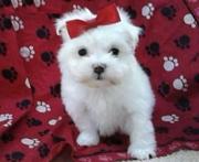 lovely maltese puppy on offer to good home
