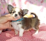 cute chihuahua puppy for adoption