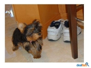 Cute Yorkie Puppies For  Free Adoption  