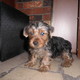 Free Teacup (male & female) Yorkie Puppies For Good Homes.