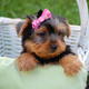 Sweet Spunky Male And Female Teacup Yorkie Puppies For Adoption