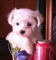 **T cup Maltese Puppies 