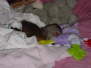 Adorable baby capuchin monkies and marmosets ready for good homes