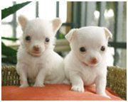  cute and loving chichuachua puppies for free adoption