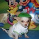 adorable male and female chihuahua puppies for adoption