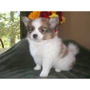 2 Cute Pomeranian Puppies Available For Adoption