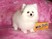 Beautiful Pomeranian Puppies for a Loving Home