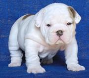 OUT STANDING ENGLISH BULLDOG PUPPIES READY