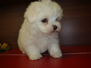 Top quality female teacup maltese puppy ready to go now.