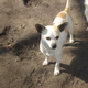 Male and Female Teacup Chihuahua Puppies For Adoption
