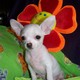 House Broken T-cup chihuahua Puppies For Adoption.