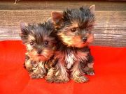 YORKSHIRE TERRIER TEACUPS AVAILABLE FOR LOVING HOMES