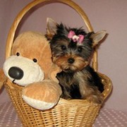 Yorkshire terrier puppy for free re-homing