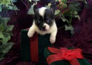 Cute female chihuahua puppy for sale