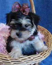 Excellent Quality Yorkshire Terrier Puppies In Search Of Homes!!!