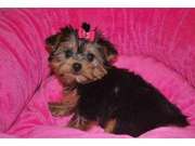  have nice baby face Yorkies Puppies 