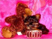 HEALTHY CUTE TEA CUP YORKIE PUPPIES FOR BEAUTIFUL HOMES for Xmas:l(tra