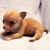 ADORABLE CHIHUAHUA PUPPY FOR ADOPTION